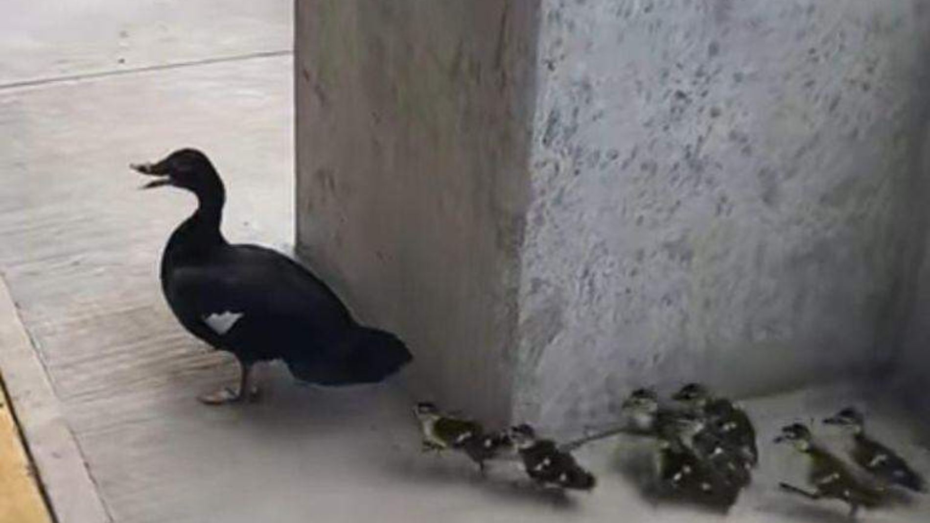 Rescatan a mamá pata y sus patitos; estaban en un centro comercial de Tampico 